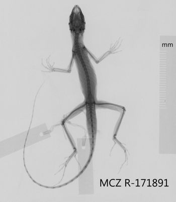 Media type: image;   Herpetology R-171891 Aspect: dorsoventral x-ray